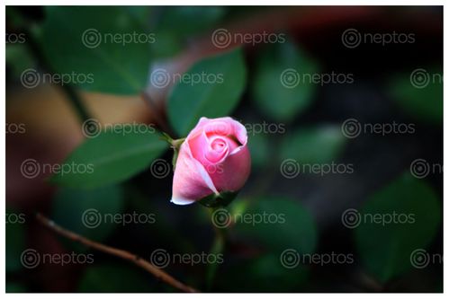 Find  the Image pink,rose,young,sms,photography  and other Royalty Free Stock Images of Nepal in the Neptos collection.