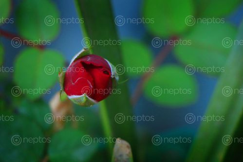 Find  the Image red,rose,sms,photography  and other Royalty Free Stock Images of Nepal in the Neptos collection.
