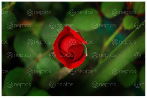Find  the Image red,rose,sms,photography  and other Royalty Free Stock Images of Nepal in the Neptos collection.