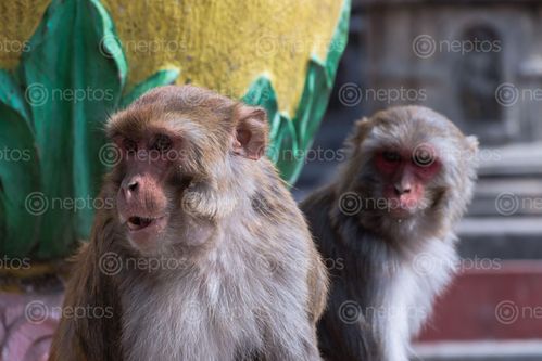 Find  the Image monkey,swayambhunathmonkey,temple,showing,teeth,fetch,food  and other Royalty Free Stock Images of Nepal in the Neptos collection.