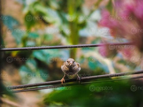 Find  the Image shot,house,sparrow,sitting,cable,line,food,mouth  and other Royalty Free Stock Images of Nepal in the Neptos collection.