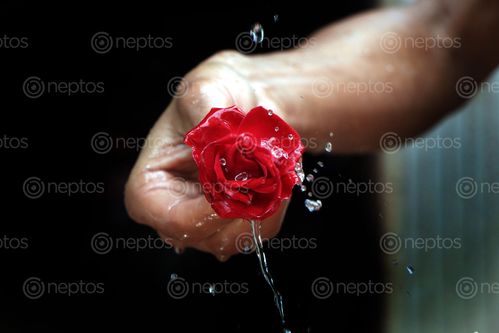 Find  the Image red,rose,splash#,sms,photography  and other Royalty Free Stock Images of Nepal in the Neptos collection.