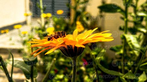 Find  the Image bee,resting,flower  and other Royalty Free Stock Images of Nepal in the Neptos collection.