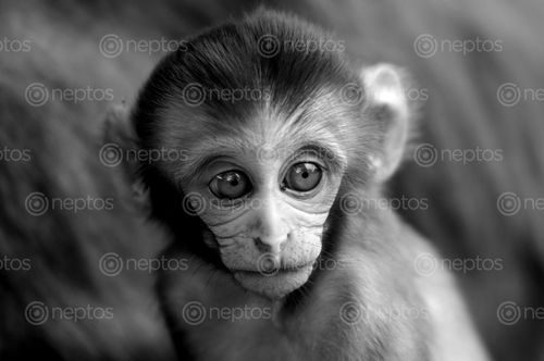Find  the Image portrait,baby,monkey  and other Royalty Free Stock Images of Nepal in the Neptos collection.