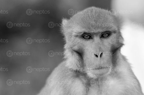 Find  the Image portrait,monkey  and other Royalty Free Stock Images of Nepal in the Neptos collection.