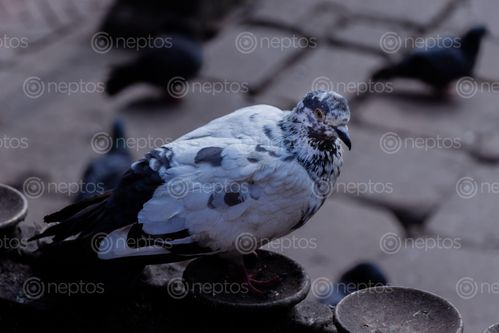 Find  the Image closeup,pigeon,patan,durbar,square  and other Royalty Free Stock Images of Nepal in the Neptos collection.