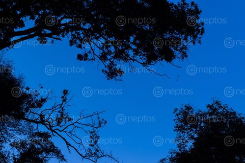 Find  the Image silhouette,tree,clear,blue,sky  and other Royalty Free Stock Images of Nepal in the Neptos collection.