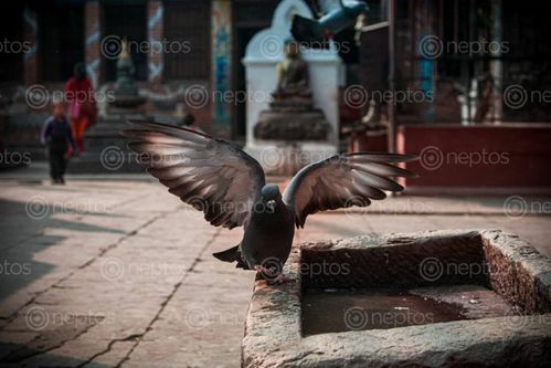 Find  the Image bird😍,wings  and other Royalty Free Stock Images of Nepal in the Neptos collection.