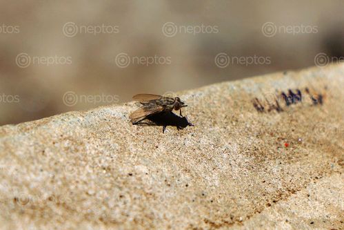 Find  the Image housefly,insect#,sms,photograpy  and other Royalty Free Stock Images of Nepal in the Neptos collection.