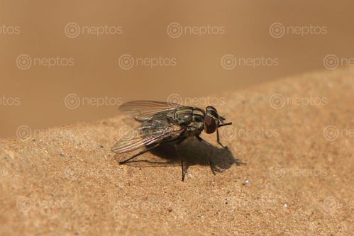 Find  the Image housefly,insect#,sms,photograpy  and other Royalty Free Stock Images of Nepal in the Neptos collection.