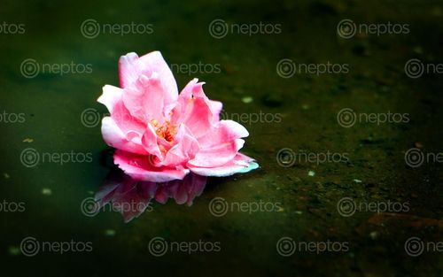 Find  the Image pink,rose,reflection#,sms,photography  and other Royalty Free Stock Images of Nepal in the Neptos collection.