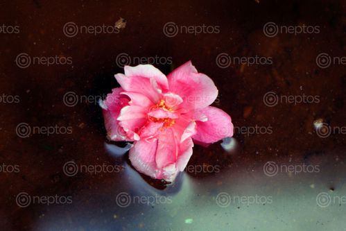 Find  the Image pink,rose,reflection#,sms,photography  and other Royalty Free Stock Images of Nepal in the Neptos collection.