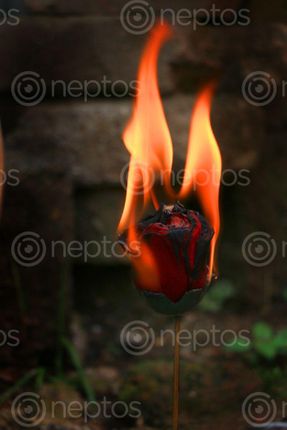 Find  the Image burning,red,plastic,rose,sms,photography  and other Royalty Free Stock Images of Nepal in the Neptos collection.