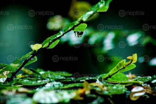 Find  the Image water,droplet,fall,leaf,beautiful,😍  and other Royalty Free Stock Images of Nepal in the Neptos collection.
