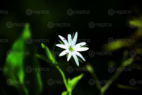 Find  the Image beautiful,flower,😍,evening,shot  and other Royalty Free Stock Images of Nepal in the Neptos collection.