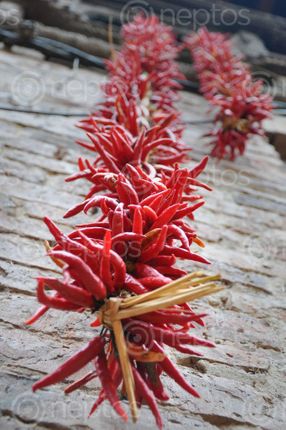 Find  the Image traditional,drying,red,chilies  and other Royalty Free Stock Images of Nepal in the Neptos collection.