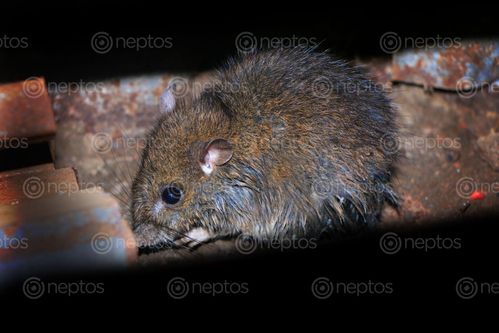 Find  the Image innocent#,mouse,sms,photography  and other Royalty Free Stock Images of Nepal in the Neptos collection.