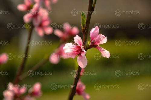 Find  the Image cherry,blossom,spring  and other Royalty Free Stock Images of Nepal in the Neptos collection.