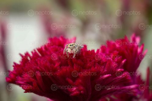 Find  the Image small,baby,insect,poses,camera,making,good,shot,flower,called,भाले,फुल,nepali  and other Royalty Free Stock Images of Nepal in the Neptos collection.