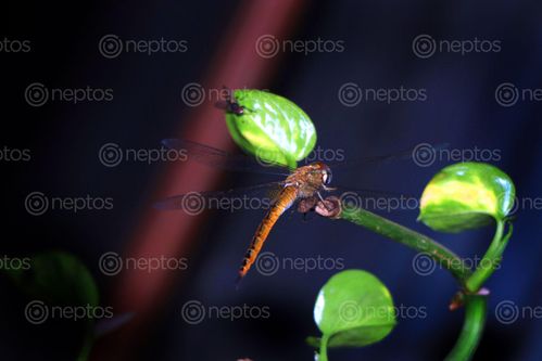 Find  the Image dragonfly,#insect#,sms,photography  and other Royalty Free Stock Images of Nepal in the Neptos collection.