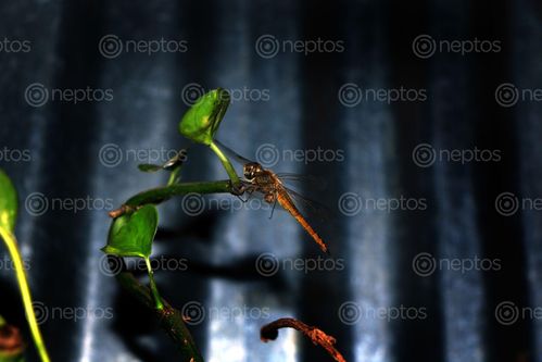 Find  the Image dragonfly,#insect#,sms,photography  and other Royalty Free Stock Images of Nepal in the Neptos collection.