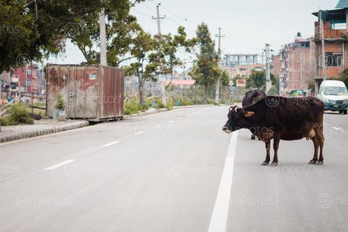 Find  the Image cows,walking,empty,road,kathmandu,valley,city,month,long,lockdown,due,widespread,covid-19  and other Royalty Free Stock Images of Nepal in the Neptos collection.