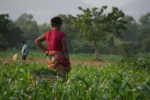 Find  the Image nepali,woman,working,farmland,chitwan,nepal  and other Royalty Free Stock Images of Nepal in the Neptos collection.