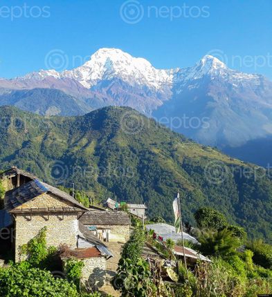 Find  the Image view,ghandruk,nature,beauty  and other Royalty Free Stock Images of Nepal in the Neptos collection.