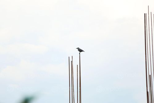 Find  the Image lonely,crow,white,background  and other Royalty Free Stock Images of Nepal in the Neptos collection.