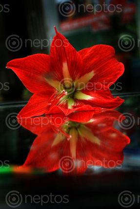 Find  the Image flower#,reflectionon,mirror,sms,photography  and other Royalty Free Stock Images of Nepal in the Neptos collection.