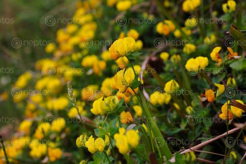 Find  the Image beautiful,amazing,yellow,flower,blooming,garden  and other Royalty Free Stock Images of Nepal in the Neptos collection.