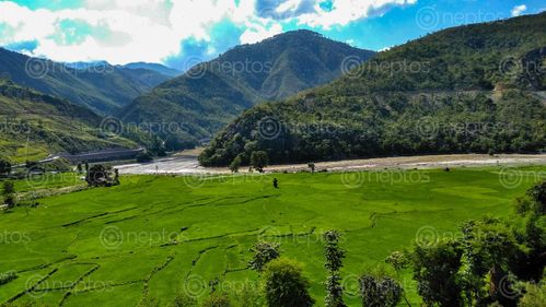 Find  the Image picture,green,rice,field,bhiman,nepal,majestic,greenery,peace,mind  and other Royalty Free Stock Images of Nepal in the Neptos collection.