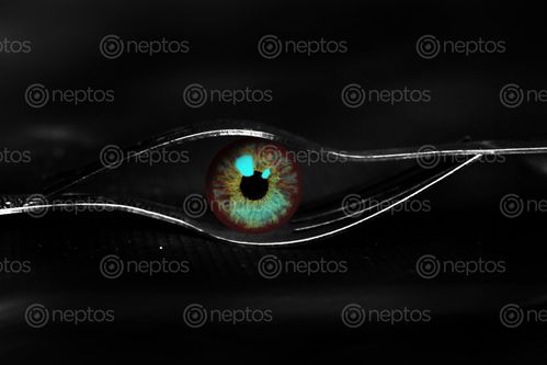Find  the Image forks,creative,eye#,sms,photography  and other Royalty Free Stock Images of Nepal in the Neptos collection.