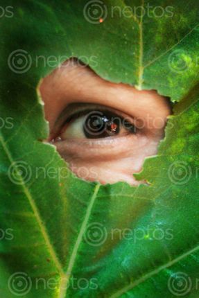 Find  the Image leaf#eye#creative#,sms,photography  and other Royalty Free Stock Images of Nepal in the Neptos collection.