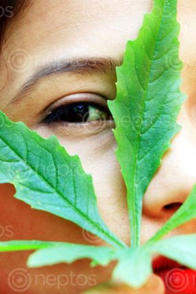 Find  the Image leaf#,eye,#creative#,sms,photography  and other Royalty Free Stock Images of Nepal in the Neptos collection.