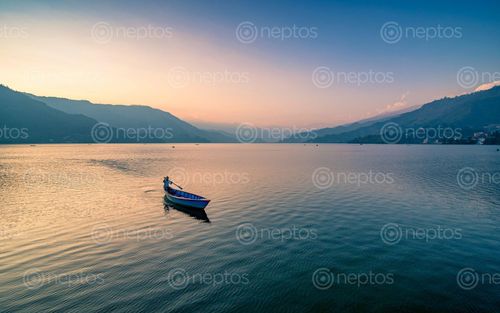 Find  the Image beautiful,sunset,fewa,lake,pokhara,nepal  and other Royalty Free Stock Images of Nepal in the Neptos collection.