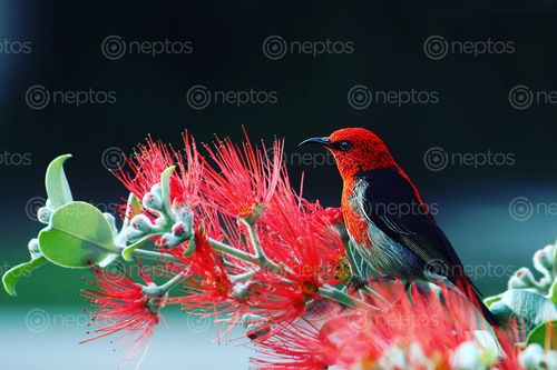 Find  the Image birds,flower,beautiful  and other Royalty Free Stock Images of Nepal in the Neptos collection.
