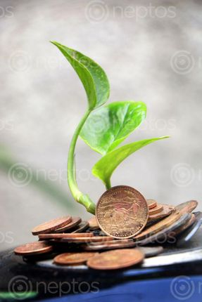 Find  the Image money,plant,grows,coins,sms,photography  and other Royalty Free Stock Images of Nepal in the Neptos collection.