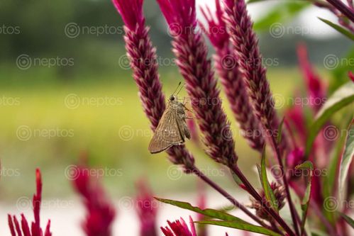 Find  the Image common,moth,resting,side,flower,plant  and other Royalty Free Stock Images of Nepal in the Neptos collection.