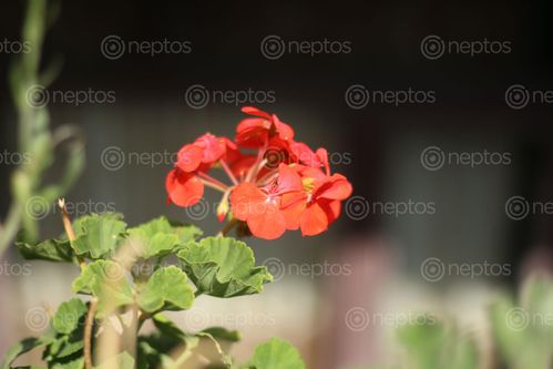 Find  the Image beautiful,image,flower  and other Royalty Free Stock Images of Nepal in the Neptos collection.