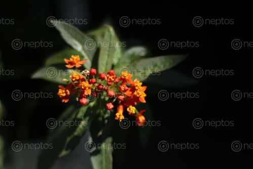 Find  the Image beautiful,image,plant  and other Royalty Free Stock Images of Nepal in the Neptos collection.