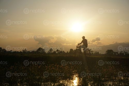 Find  the Image bicycle,rider,riding,chitwan,nepal  and other Royalty Free Stock Images of Nepal in the Neptos collection.
