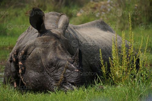 Find  the Image endangered,horned,rhinoceros,chitwan,national,park  and other Royalty Free Stock Images of Nepal in the Neptos collection.