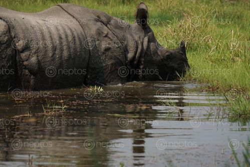 Find  the Image endangered,horned,rhinoceros,chitwan,national,park,nepal  and other Royalty Free Stock Images of Nepal in the Neptos collection.