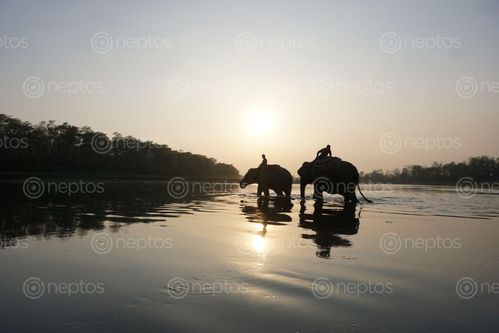 Find  the Image elephants,crossing,rapti,river,chitwan,nationalnepal  and other Royalty Free Stock Images of Nepal in the Neptos collection.