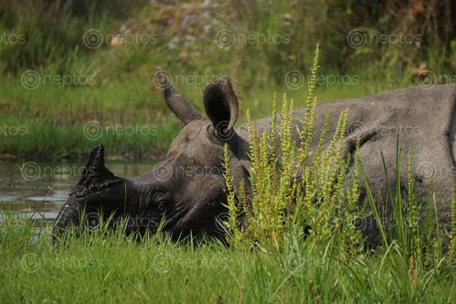 Find  the Image endangered,horned,rhinoceros,chitwan,national,park,nepal  and other Royalty Free Stock Images of Nepal in the Neptos collection.