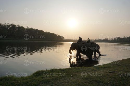Find  the Image elephants,enjoying,sunset,rapti,river  and other Royalty Free Stock Images of Nepal in the Neptos collection.