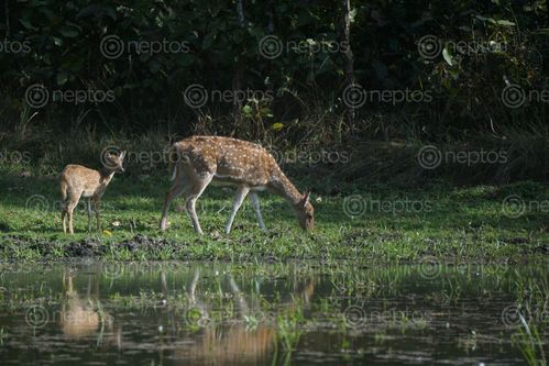 Find  the Image spotted,deer,found,chitwan,national,park  and other Royalty Free Stock Images of Nepal in the Neptos collection.