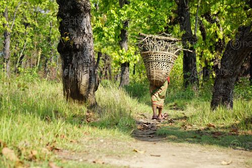 Find  the Image woman,heading,home,collecting,firewood,forest  and other Royalty Free Stock Images of Nepal in the Neptos collection.