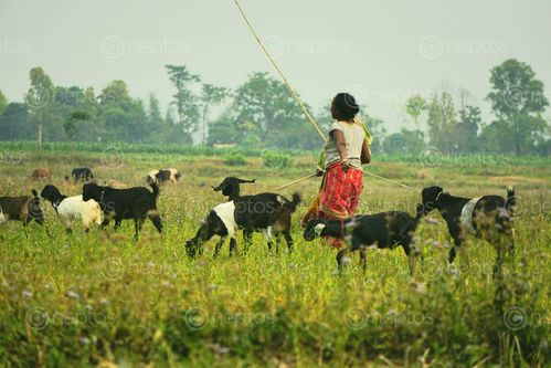 Find  the Image woman,taking,care,goats  and other Royalty Free Stock Images of Nepal in the Neptos collection.